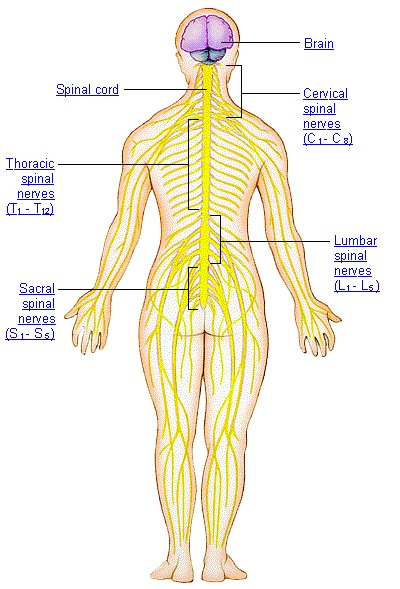 Courtney's Second Wind: Peripheral Nervous System and the Vertebral Column